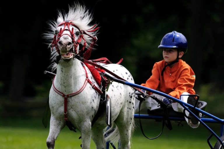 Horse riding for kids