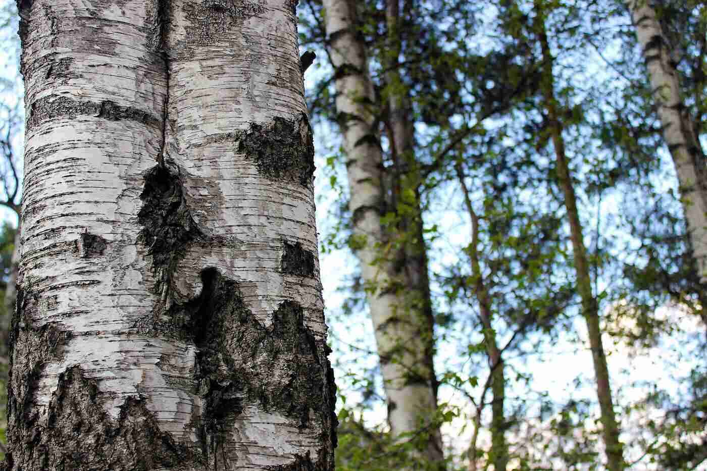 Thick birch tree trunk - How to hang a swing from a tree without branches